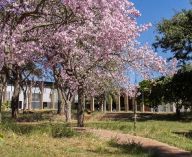 Ipê rosa em floração ao lado do Instituto Central de Ciências - ICC. Foto: Luis Gustavo Prado/Secom UnB. 05/5/2016